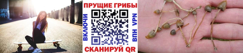Галлюциногенные грибы Psilocybine cubensis  Новочеркасск 